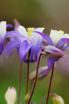 природа цветы nature flowers