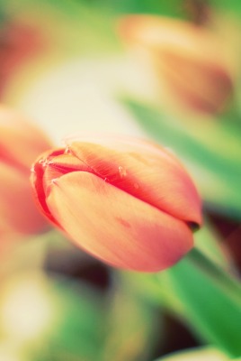 Тюльпан макро Tulip macro