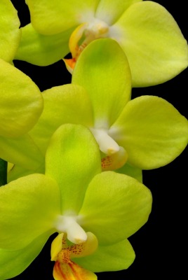 природа цветы желтая орхидея nature flowers yellow Orchid