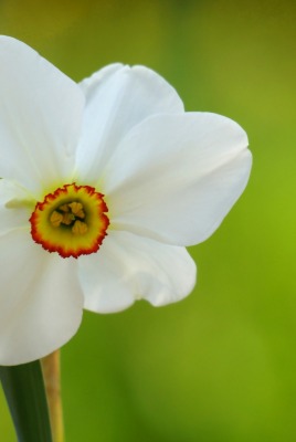 цветок макро flower macro