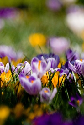 крокусы цветы макро crocuses flowers macro