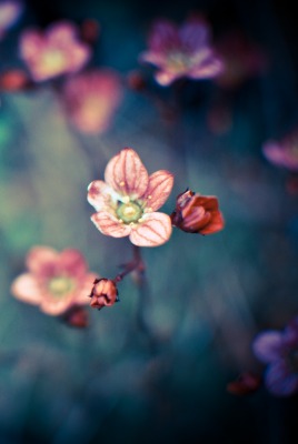 природа цветы размытие nature flowers blur