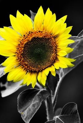 природа подсолнечник цветы nature sunflower flowers