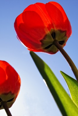 природа цветы тюльпаны nature flowers tulips