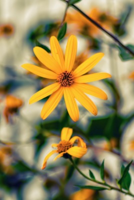 природа желтые цветы nature yellow flowers