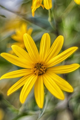 природа цветы желтые nature flowers yellow