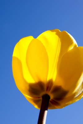 природа цветы желтый тюльпан nature flowers yellow Tulip