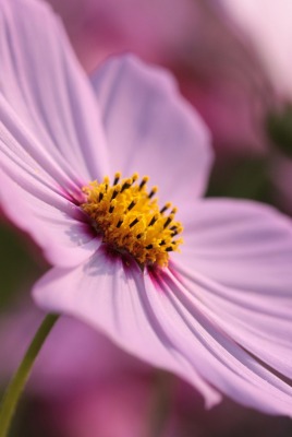 цветок макро flower macro