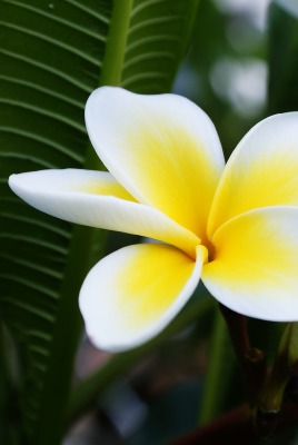 Бело-желтые лепестки цветка