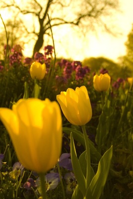 природа цветы тюльпаны желтые nature flowers tulips yellow