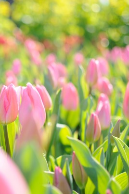 природа цветы тюльпаны nature flowers tulips