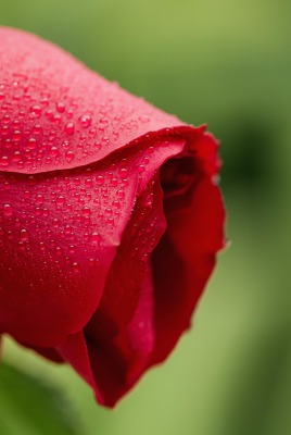 роза капли rose drops