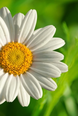 ромашка макро лепестки трава chamomile macro petals grass