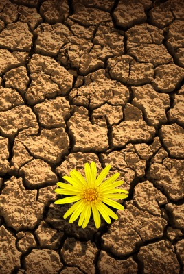 одуванчик трещины засуха dandelion crack drought