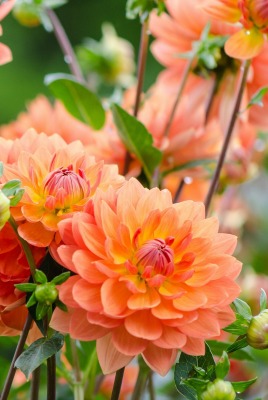 цветы оранжевые