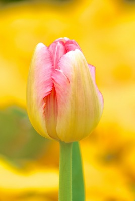тюльпан макро размытость Tulip macro blur