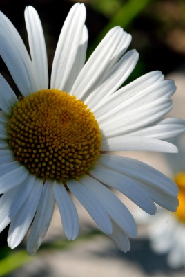 ромашка chamomile