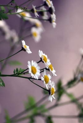 природа цветы ромашки белый
