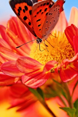 природа цветы насекомые бабочка