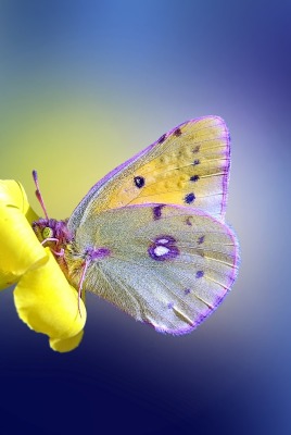 бабочка цветок