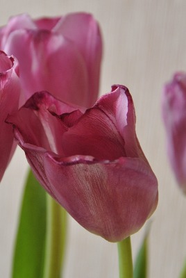 розовые тюльпаны цветы
