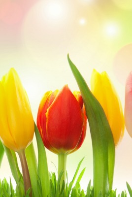 тюльпаны блики весна свет