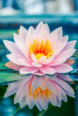 кувшинка цветок озеро