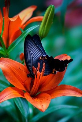 цветок бабочка лепестки