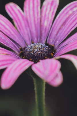 цветок фиолетовый лепестки