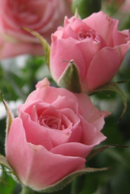 роза розовая букет