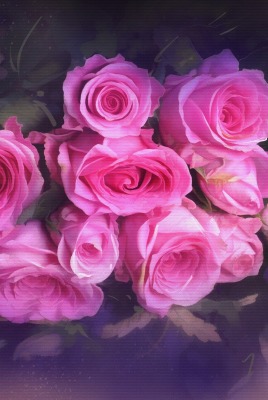 цветы розы букет розовый