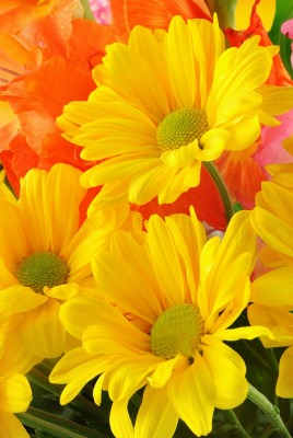 букет цветы желтый
