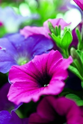 цветы сиреневый фиолетовый