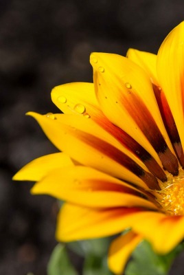 цветок газания желтый крупный план