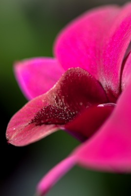 цветок розовый крупный план лепесток