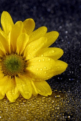 цветок желтый капли крупный план
