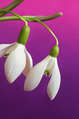 цветы подснежники весна фиолетовый