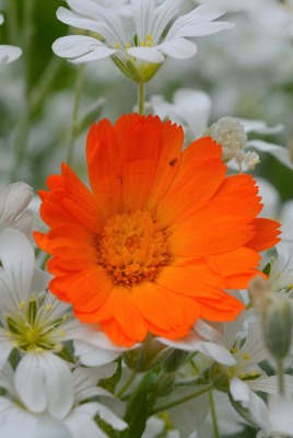 цветок оранжевый полевые цветы