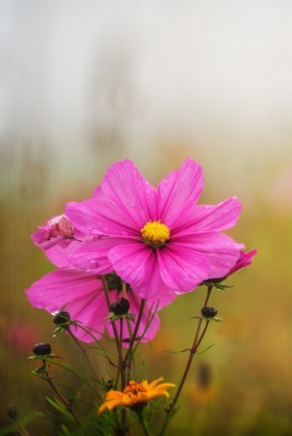цветы поле розовый трава