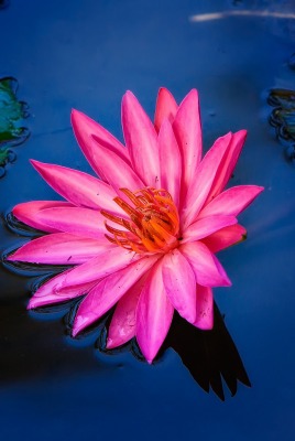 цветок кувшинка розовый вода