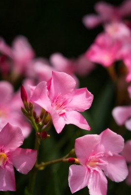 цветение ветви розовые цветы олеандр