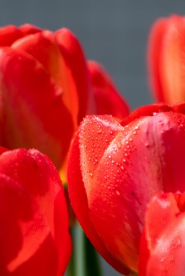 тюльпаны бордовые цветы красные бутоны