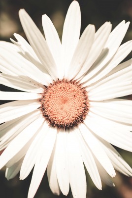 ромашка лепестки цветок белый крупный план