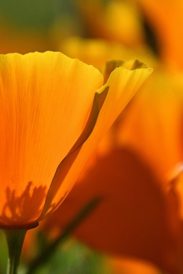цветок оранжевый бутон