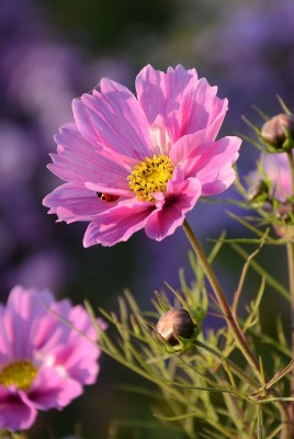цветы полевые розовый космея