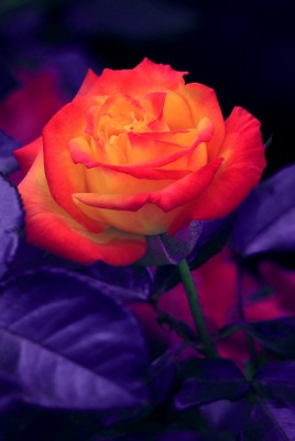 роза розовая листья фиолетовый