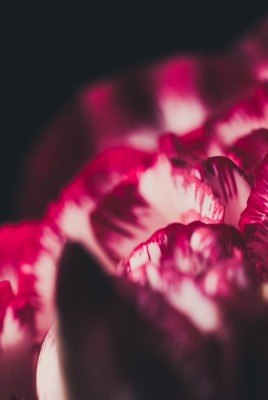 лепестки бордовый цветок макро темный фон