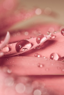 лепестки розовый цветок макро капли