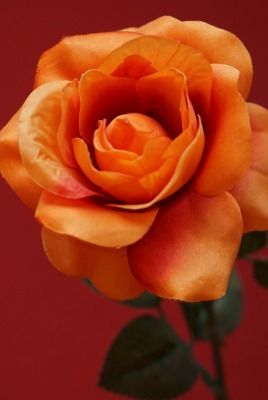 цветок оранжевый крупный план