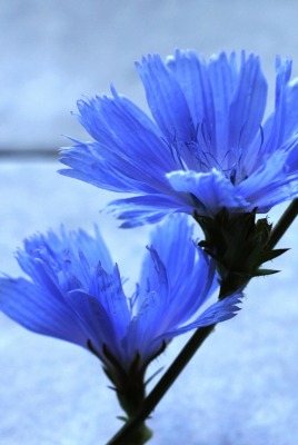 цветок васильки полевой голубой синий